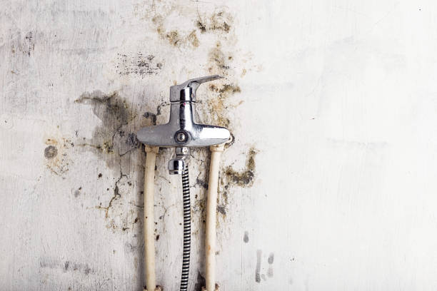 Best Commercial Mold Remediation in Palermo, NJ
