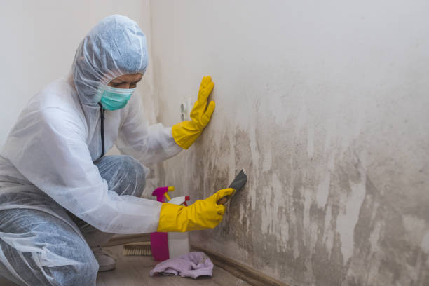 Professional Mold Remediation in Palermo, NJ