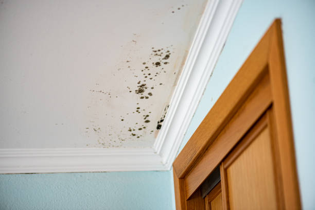 Best DIY Mold Remediation Support Services in Palermo, NJ