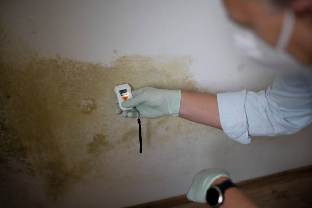 Best Mold Testing and Inspection Services in Palermo, NJ