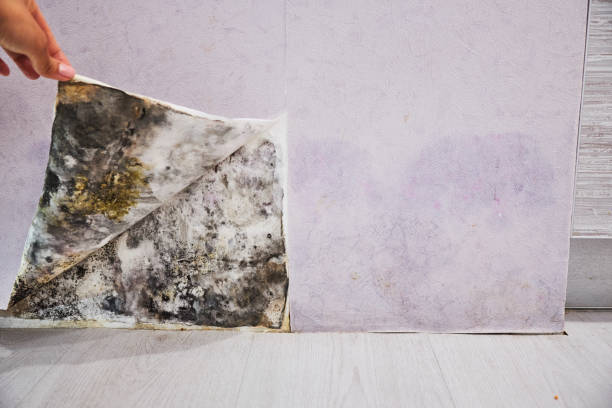 Best Health and Safety Mold Remediation in Palermo, NJ